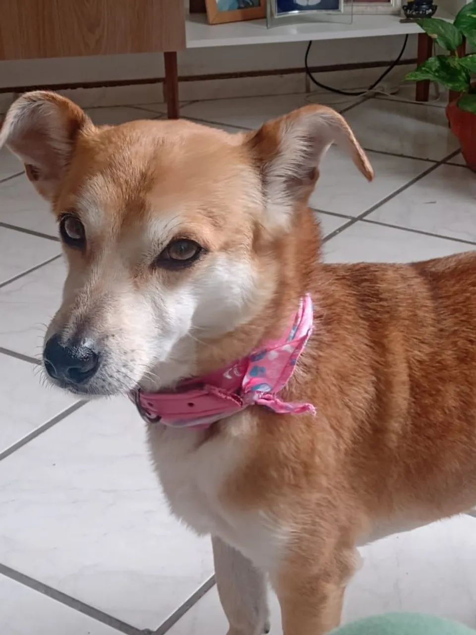 Doa-se cachorrinha 3 anos