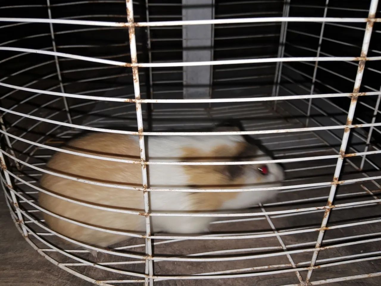 Guinea Pigs65048997848963124