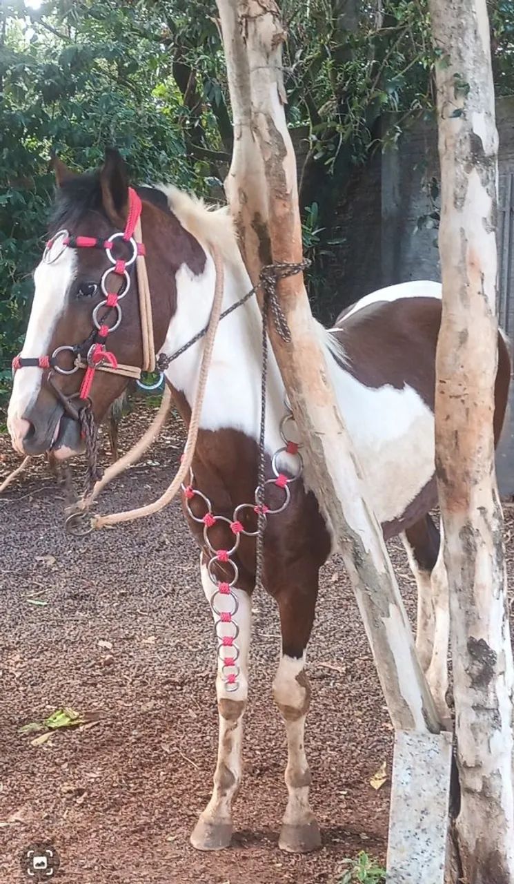  Cavalo  - Foto 2