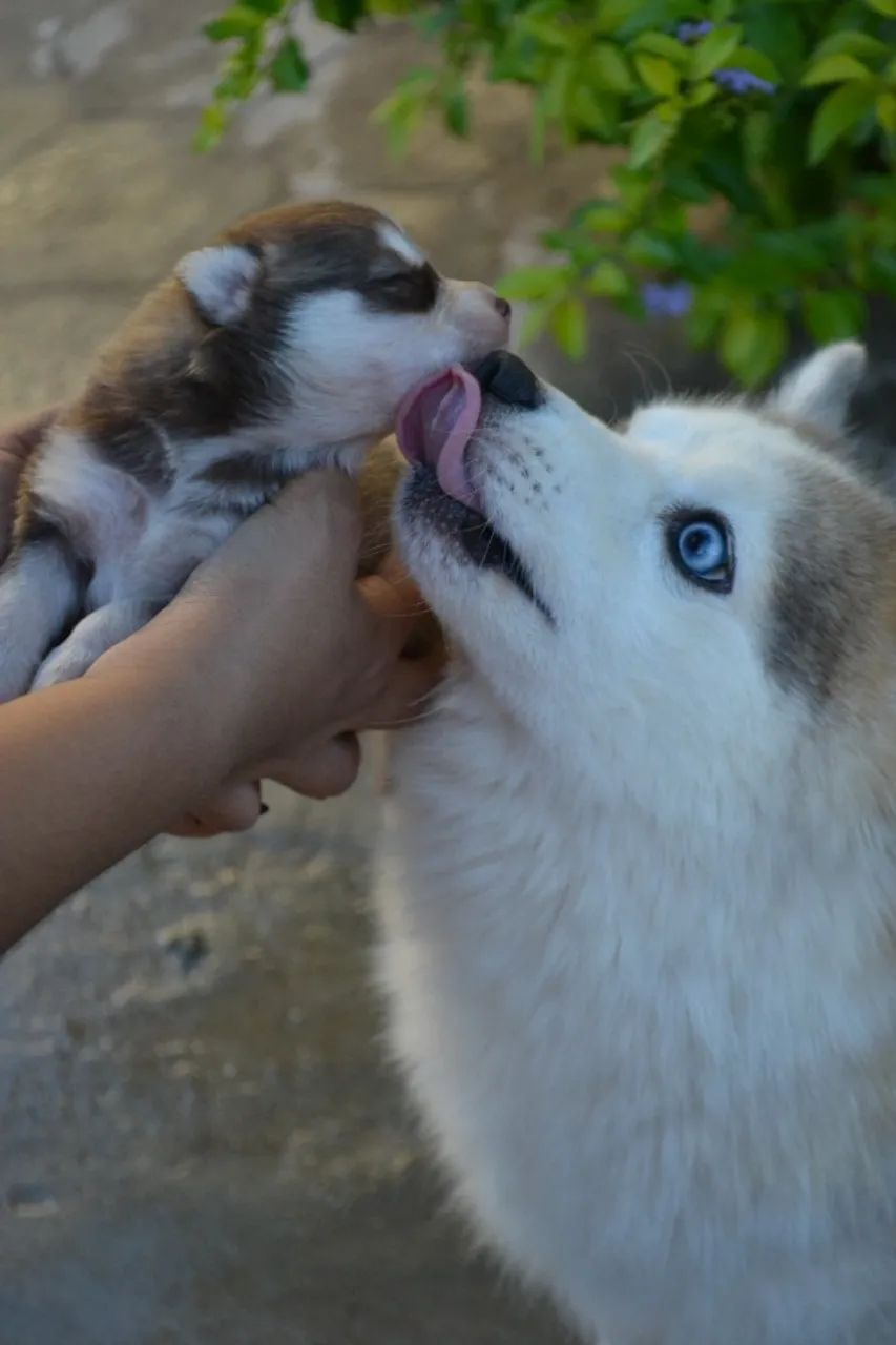 pomsky legitimos  - Foto 4