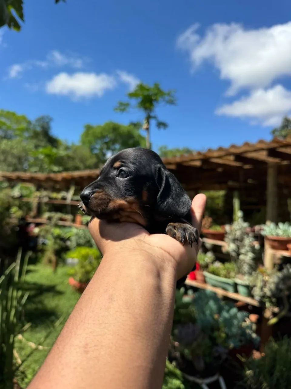 Dachshund macho  - Foto 4