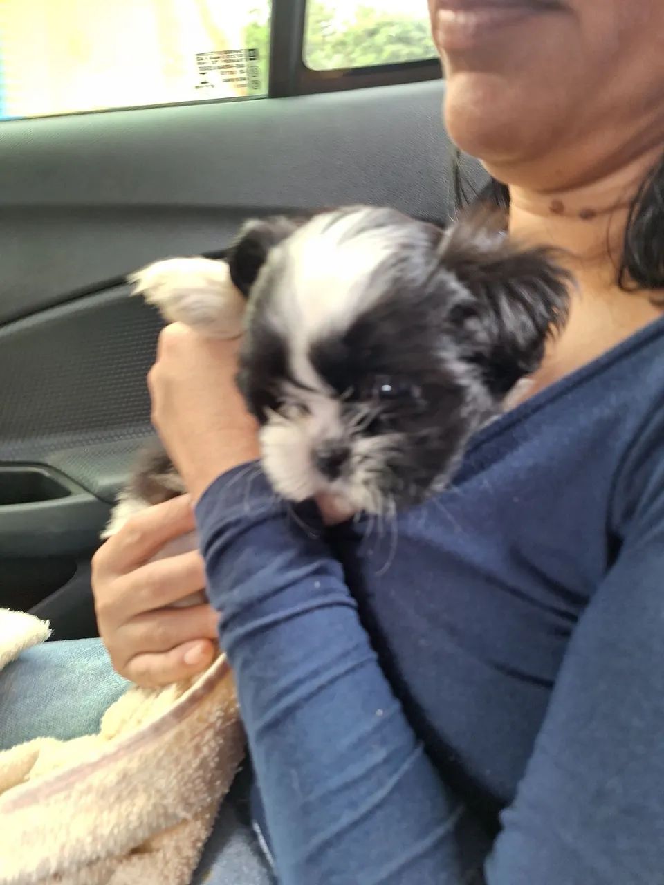 Cachorro  Shih tzu  - Foto 2