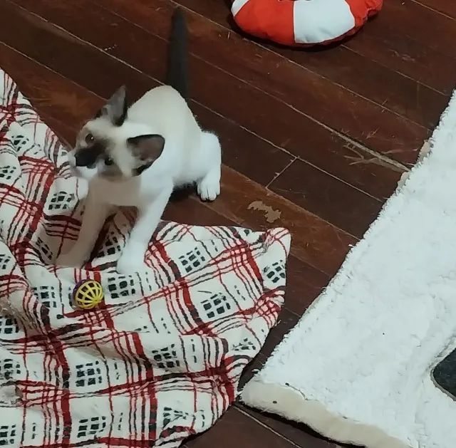 Gatinho Filhote Macho - 4 meses - Foto 5