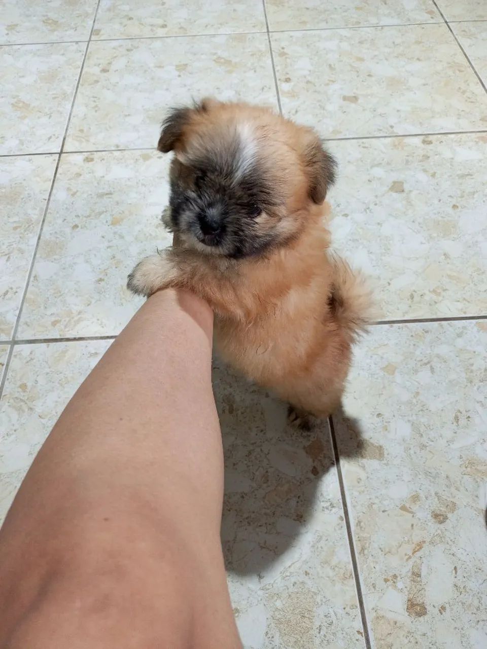 Filhote/Shitzu + Lulu