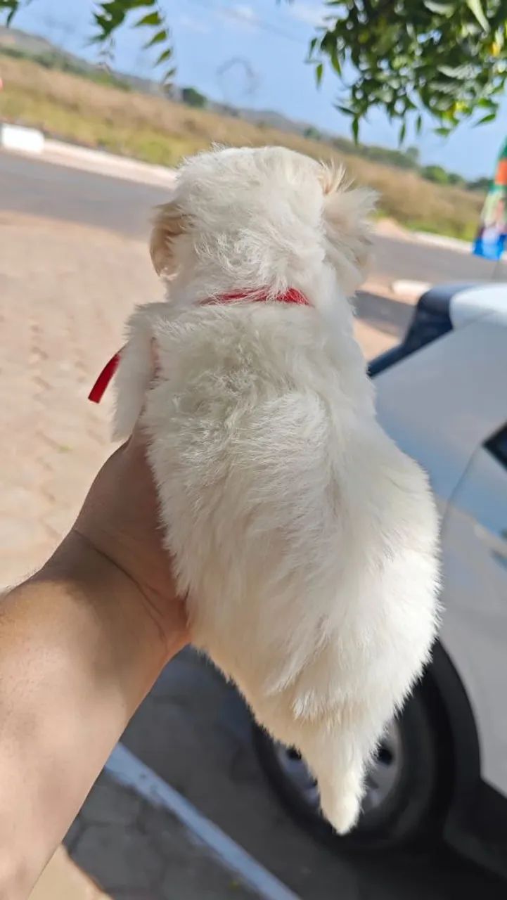 Poodle disponíveis e outros  - Foto 4