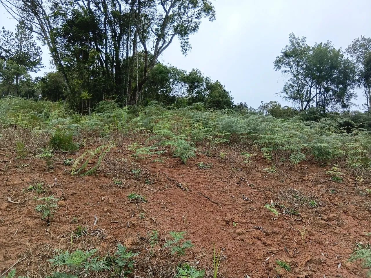 VENDO LINDO TERRENO /P/ chácara  - Foto 5