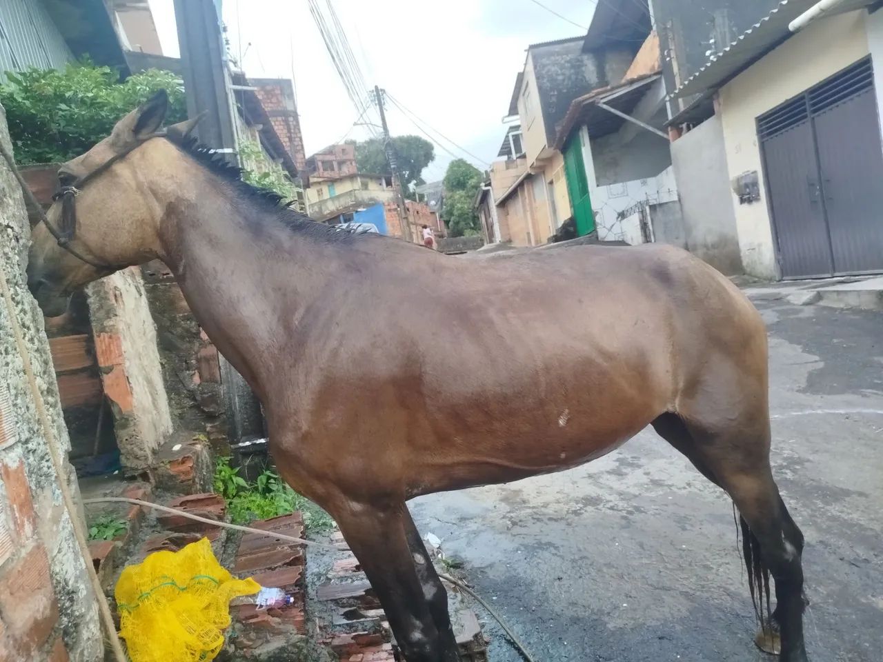Cavalos