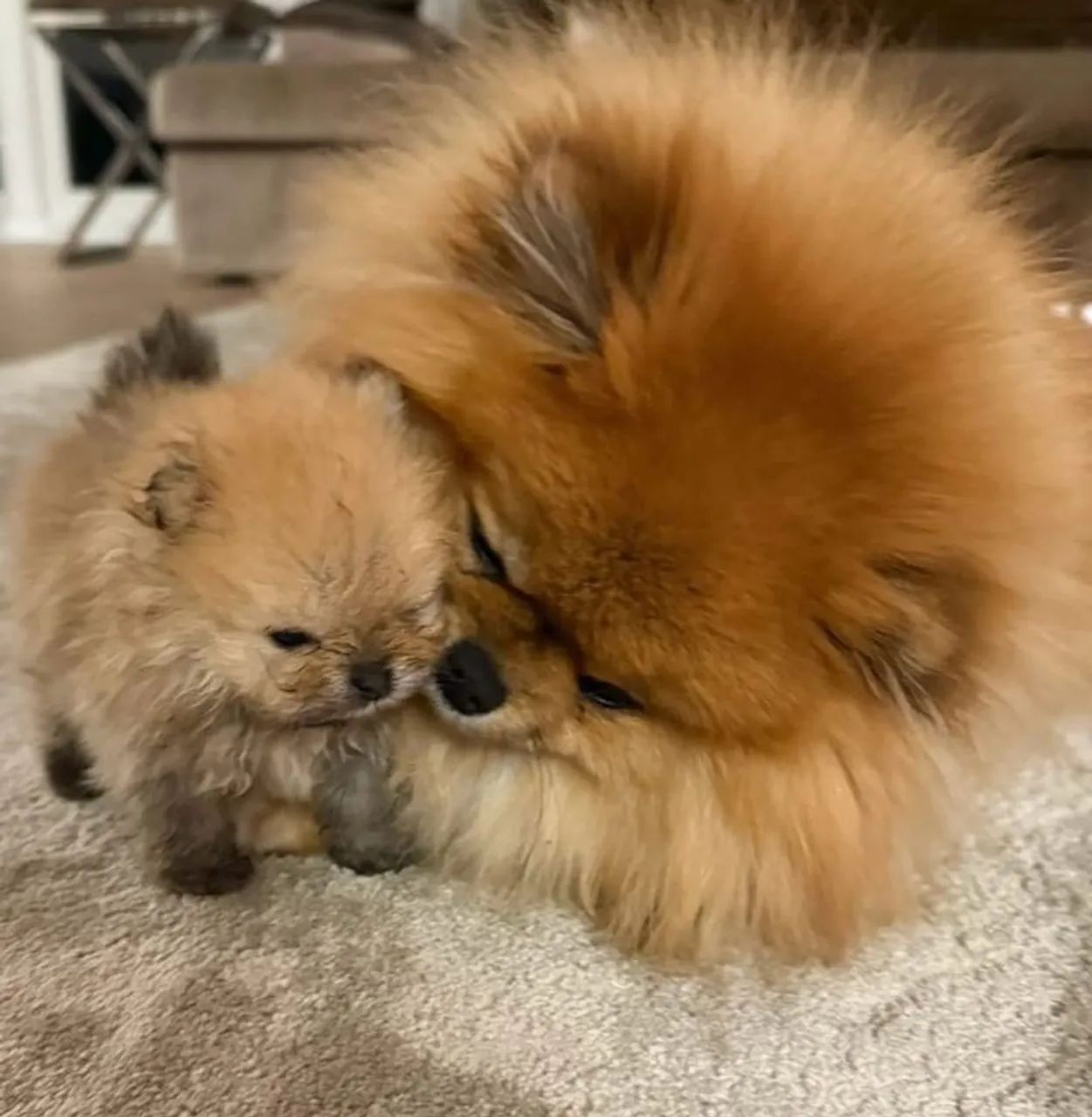 Lulu da Pomerânia brincalhão 