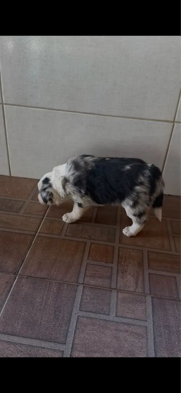BORDE COLIE LEGÍTIMOS! - Foto 2
