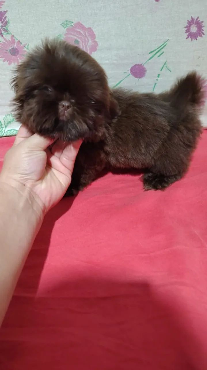 Mini Shih Tzu - Foto 5