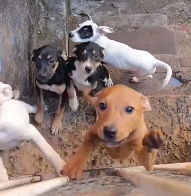 Filhotes de cachorro - Foto 3