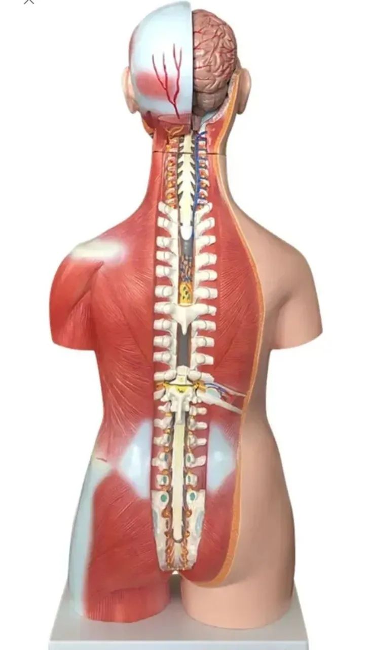 TORSO ANATÔMICO HUMANO 85CM 30 PÇS - Foto 2