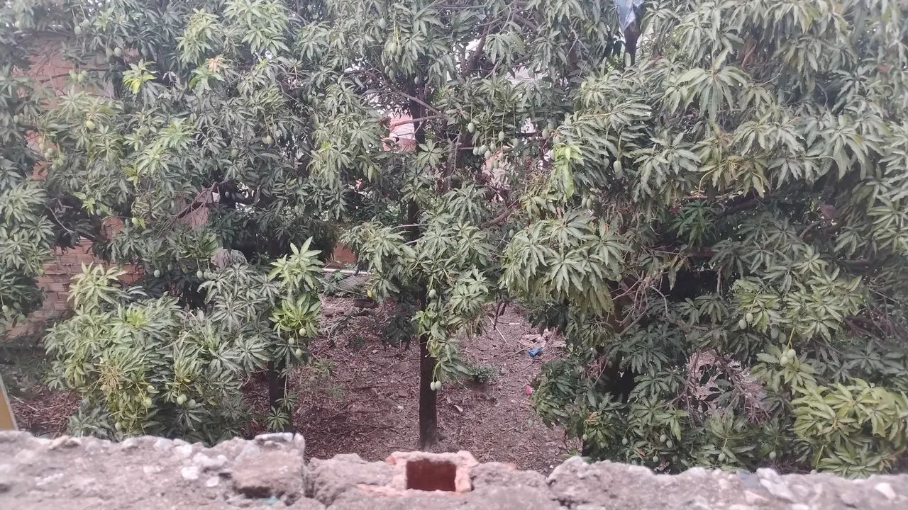 Casa com lote  - Foto 2