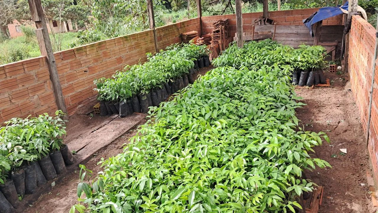 Vendo mudas de Cumaru - Foto 5