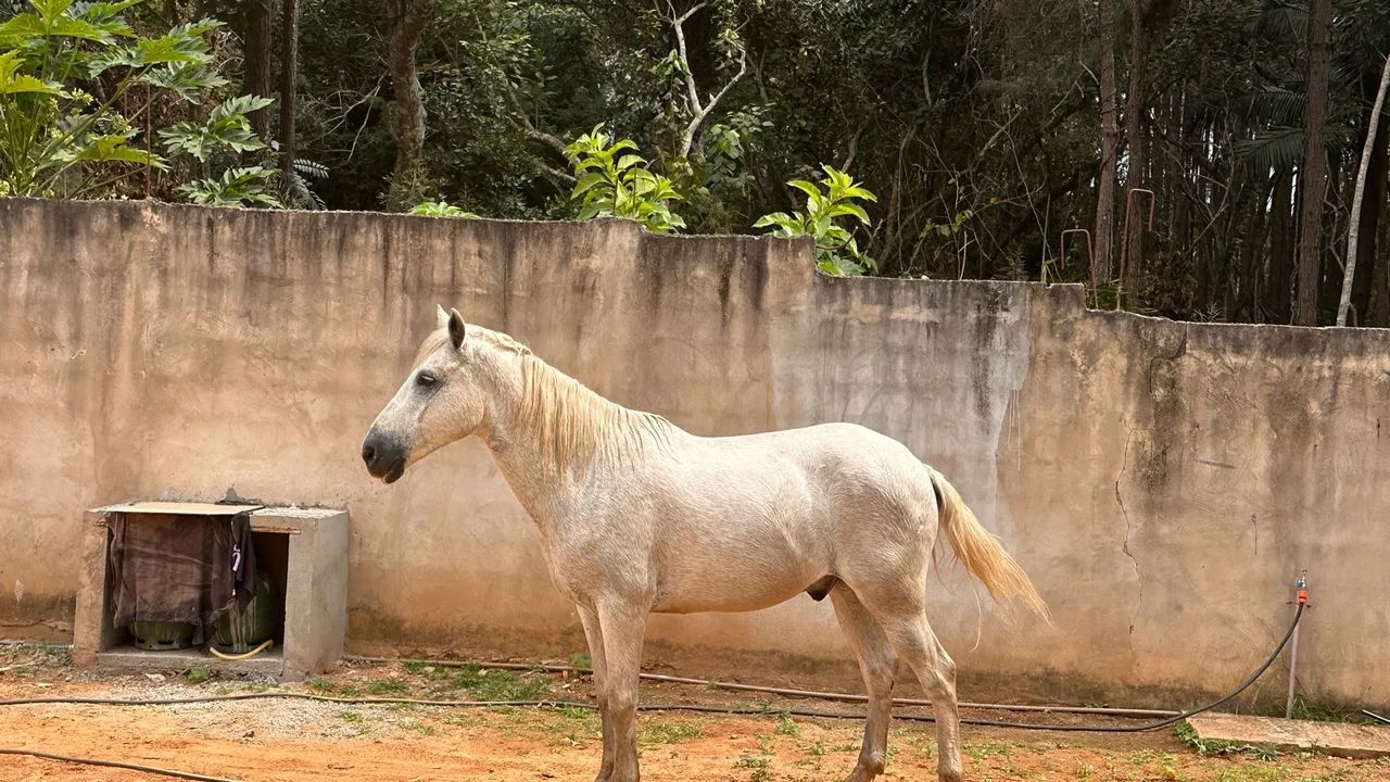 Cavalo  - Foto 3