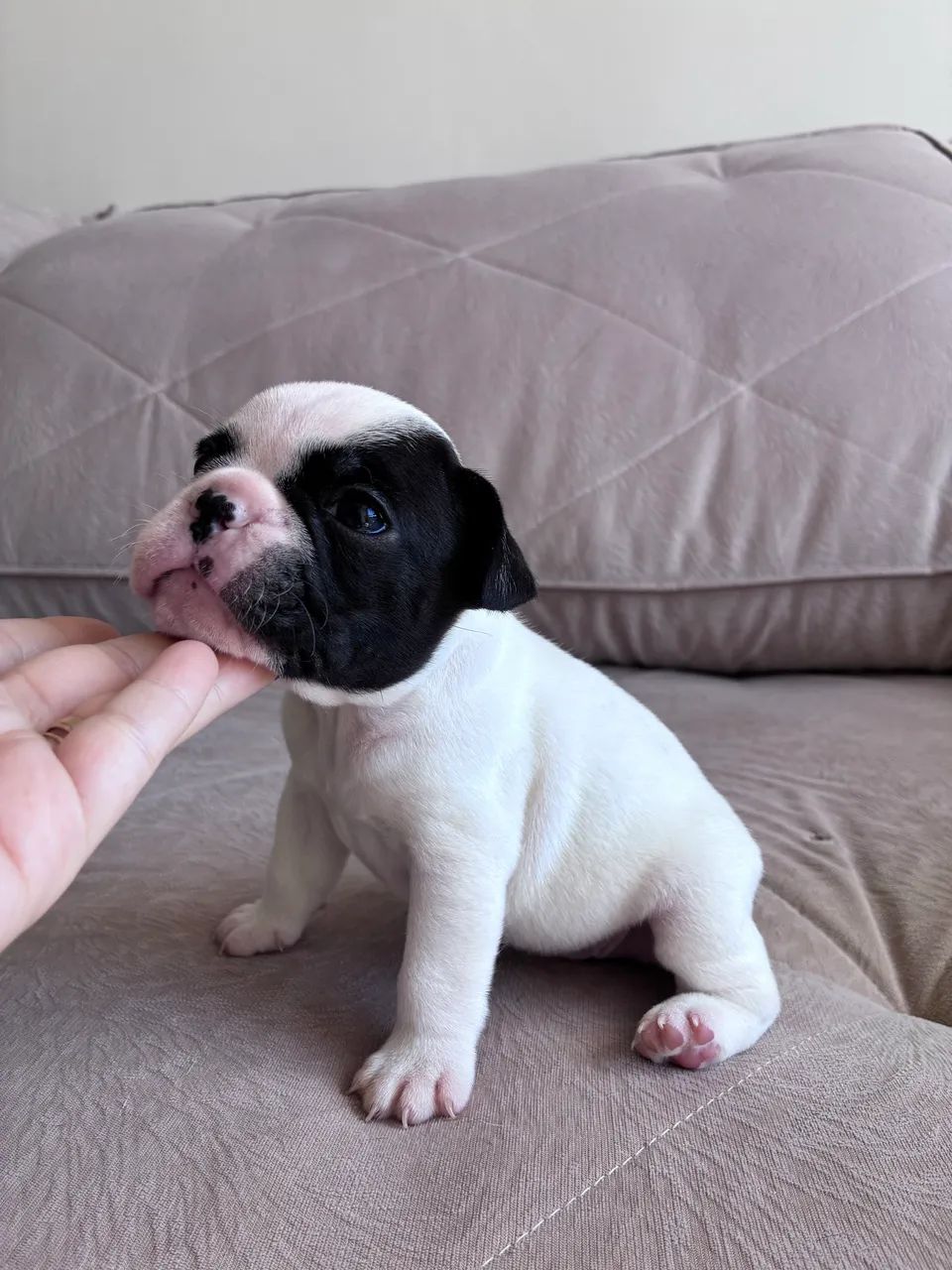 Buldogue Francês  - Foto 6