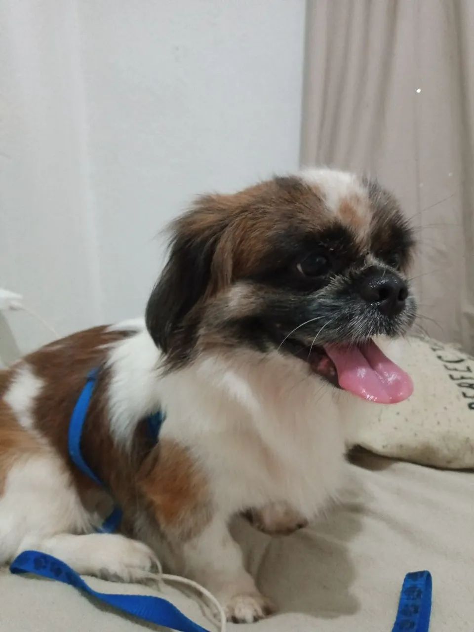 Shitzu 9 meses , Macho 