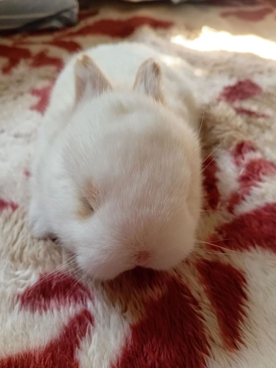 Coelho de Netherland dwarf  - Foto 2