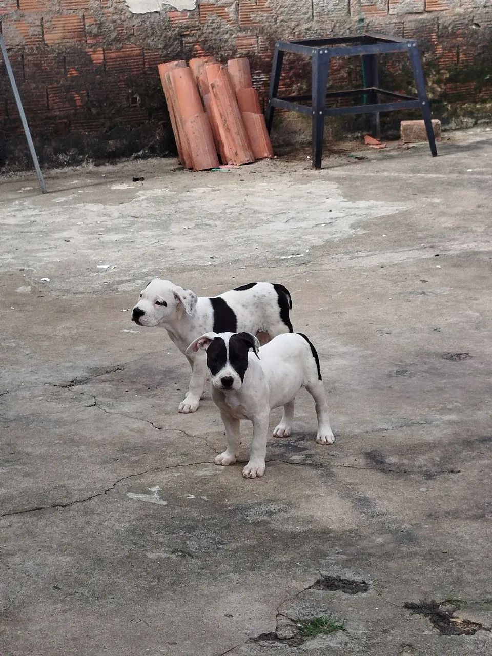 Pit Bull  - Foto 2