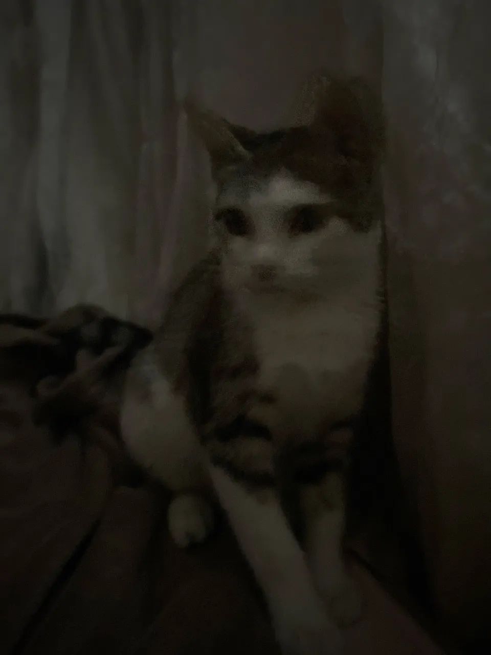 Gato para doação  - Foto 2