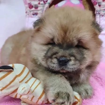 Chow chow filhotes 