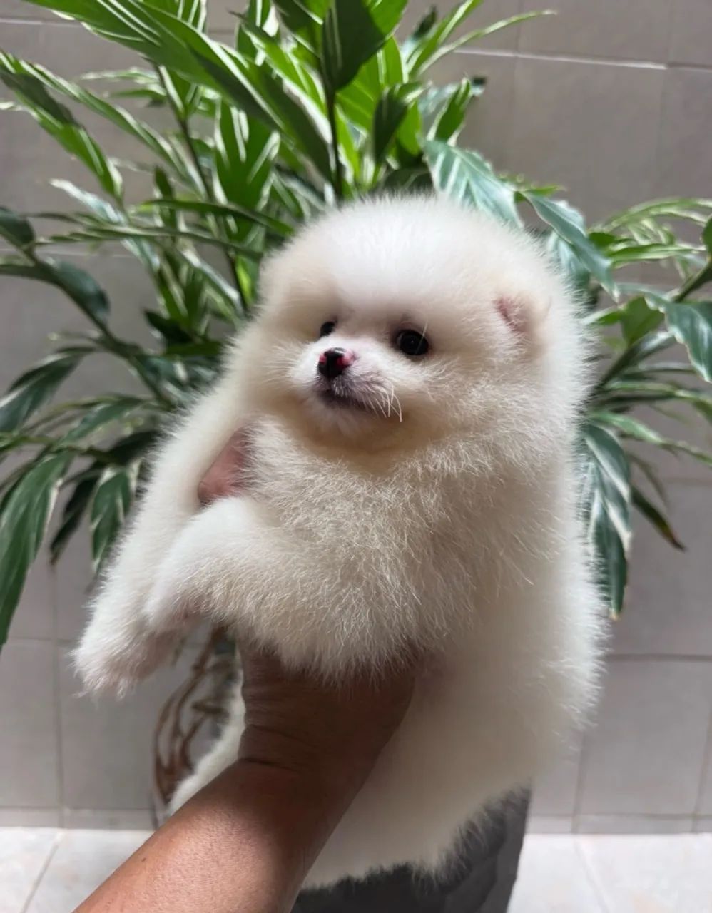 Cachorro
