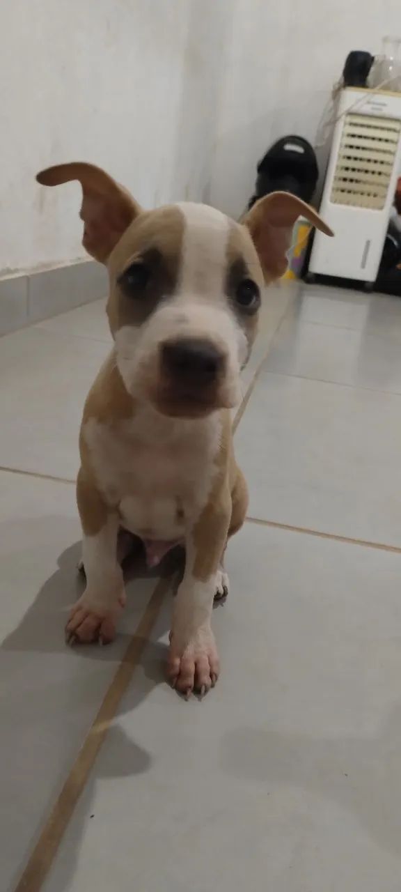 Pit Bull 