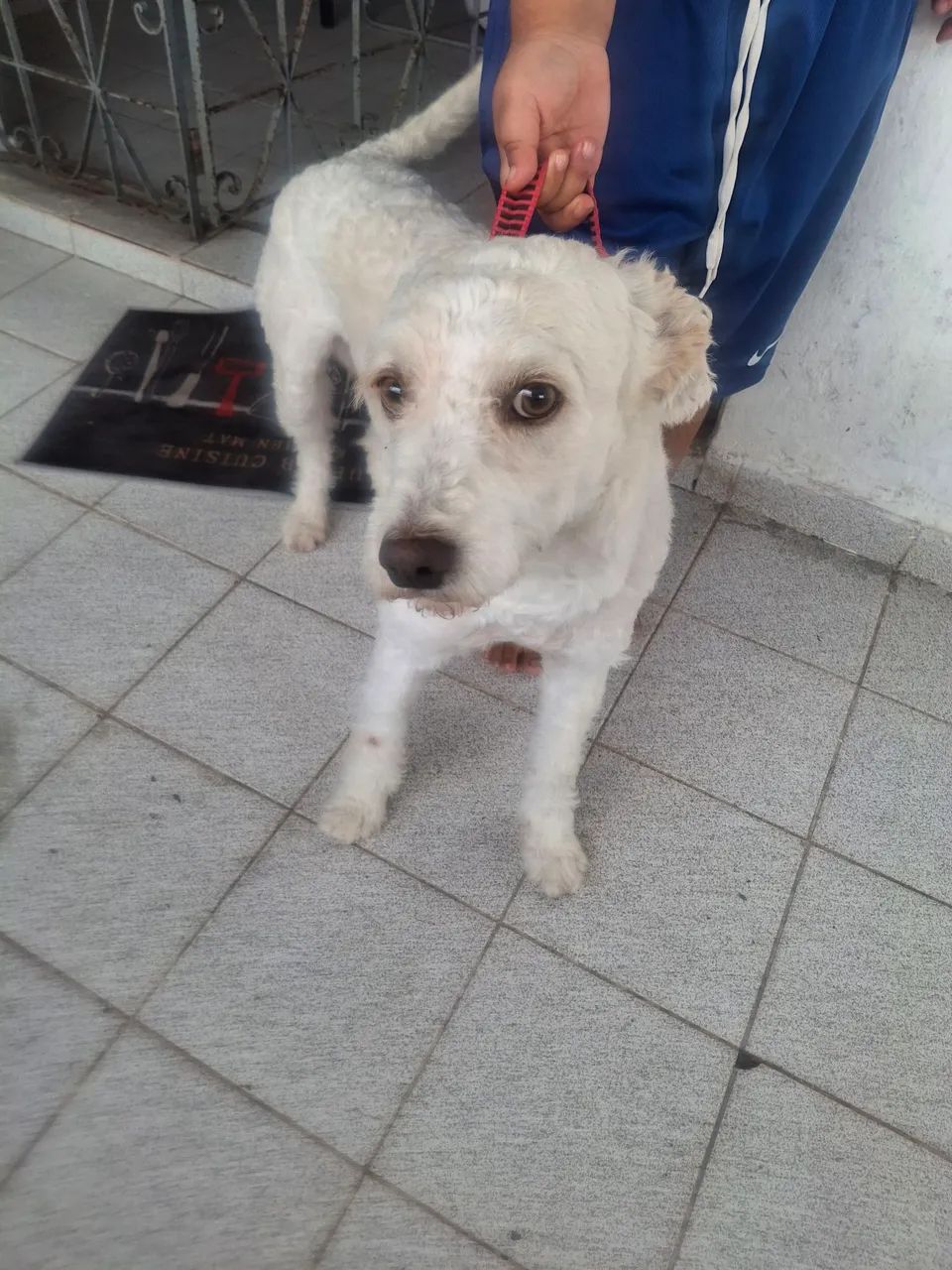Doação de  cachorro  - Foto 2