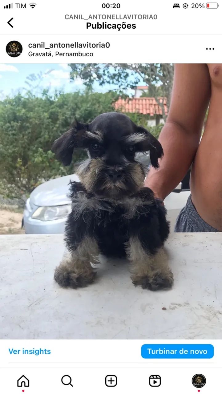 Schnauzer 