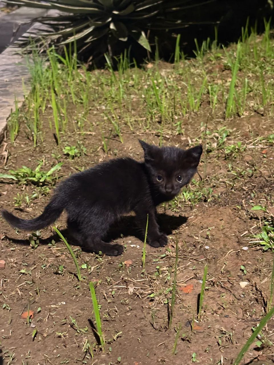 Gatinho preto  - Foto 2