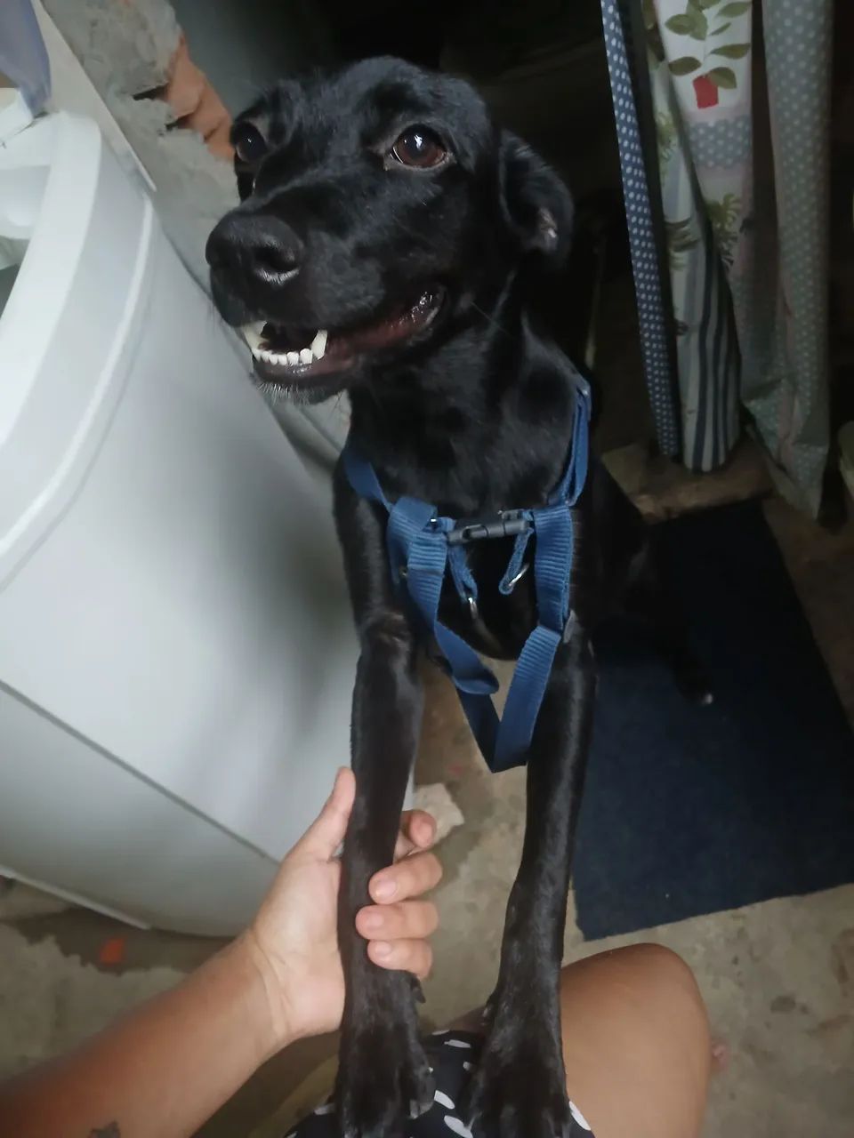 Adoção responsavel