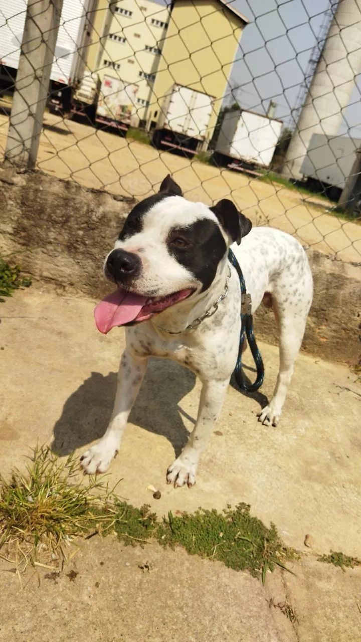 Cachorro - Foto 3