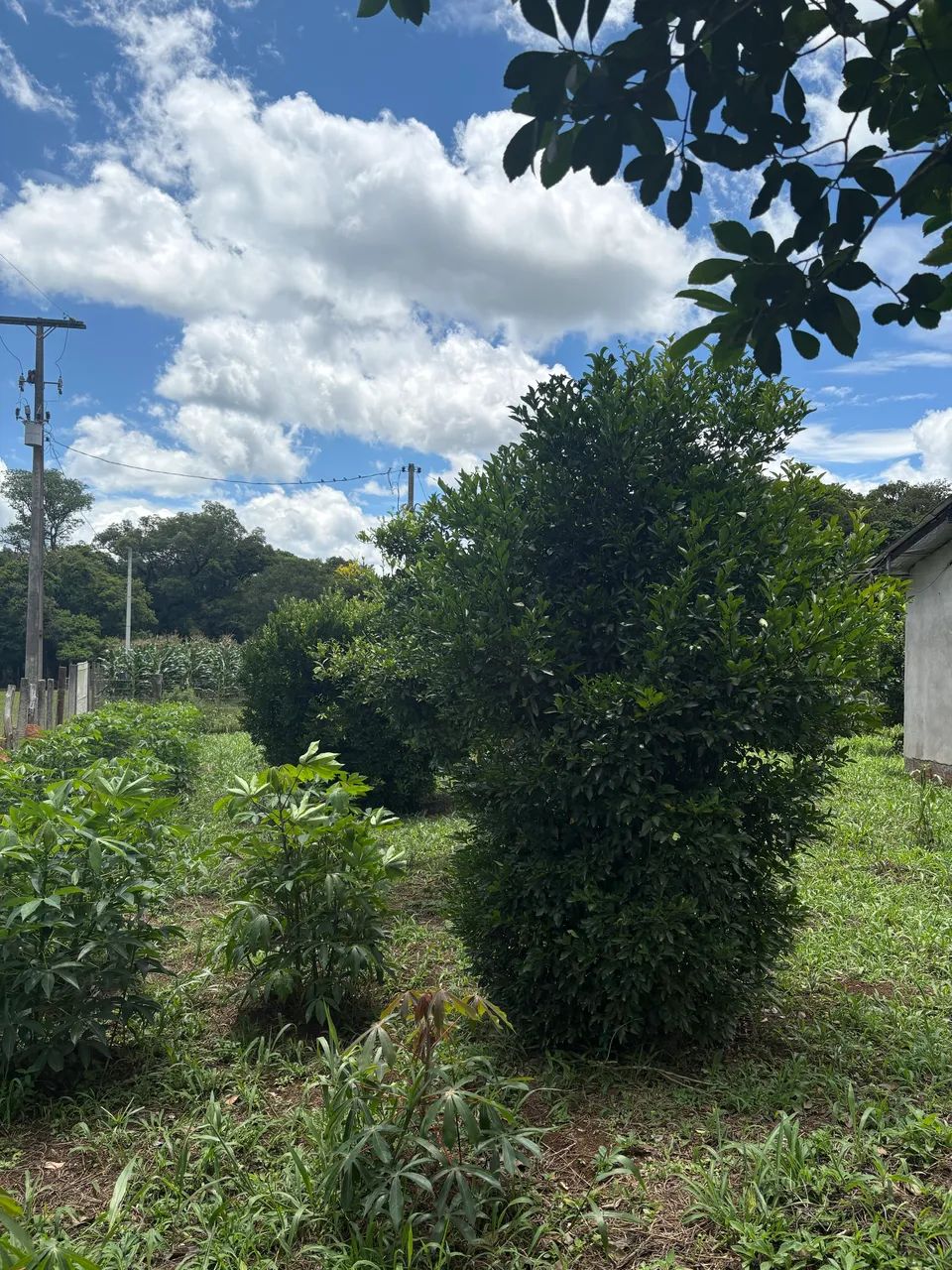 Foto - Araucária - Capela Velha