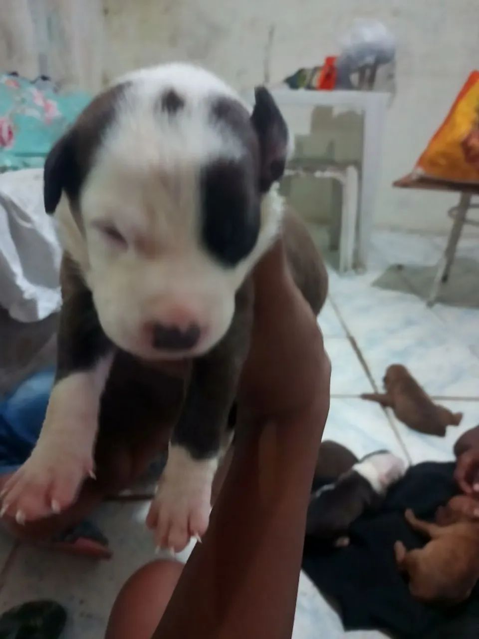 Filhotes de Pitbull Moster  - Foto 2