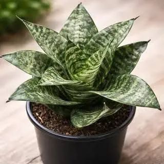 Mini espada de São Jorge verde e amarela. - Foto 4