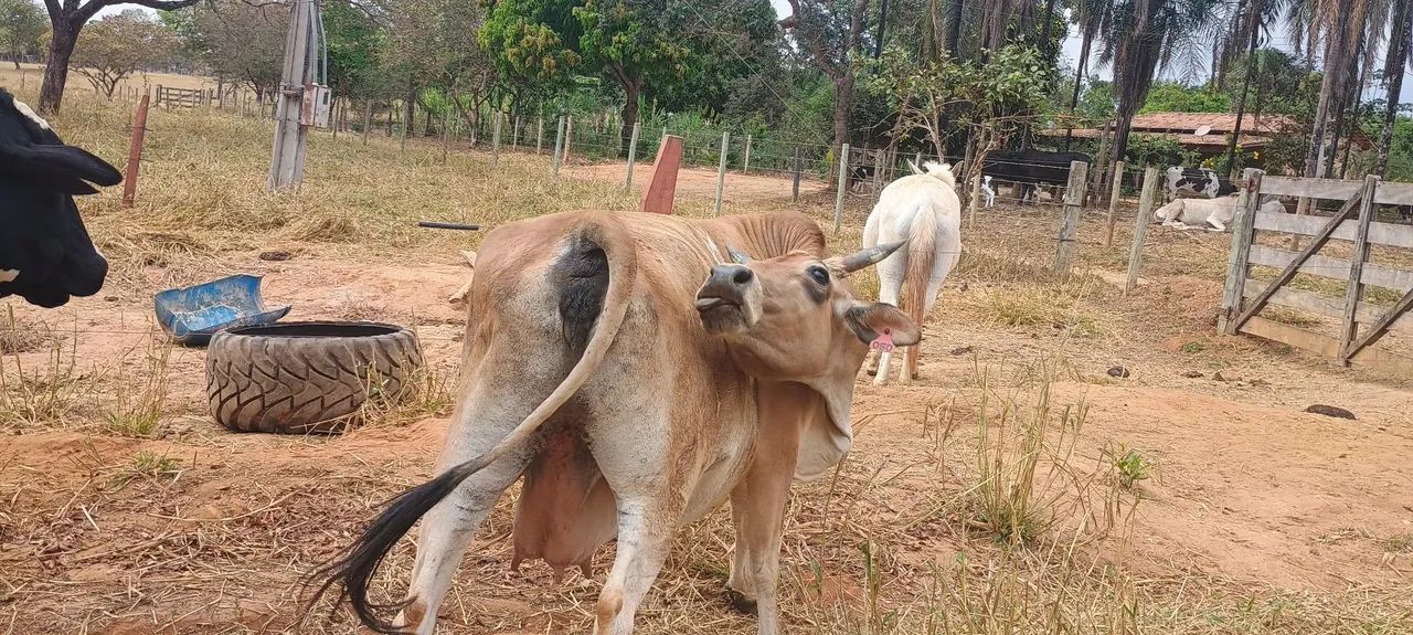 Vaca Jersey  - Foto 2