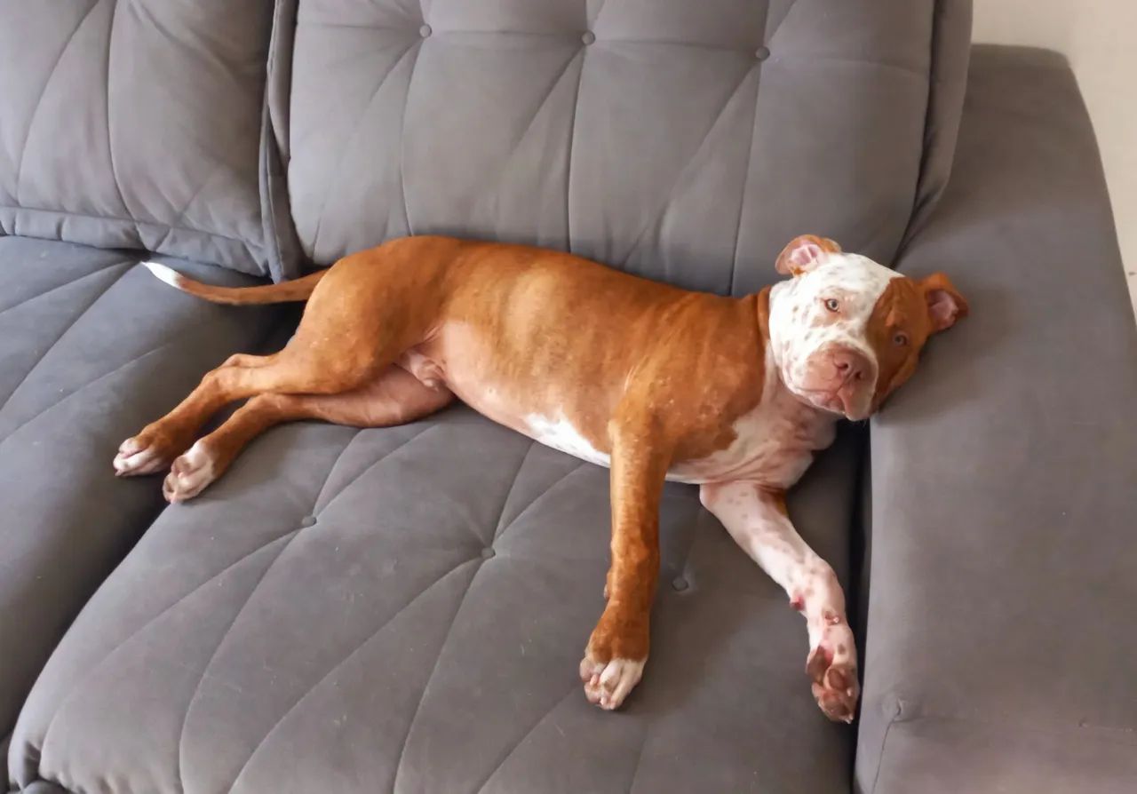 Pitbull Doa-se - Foto 3