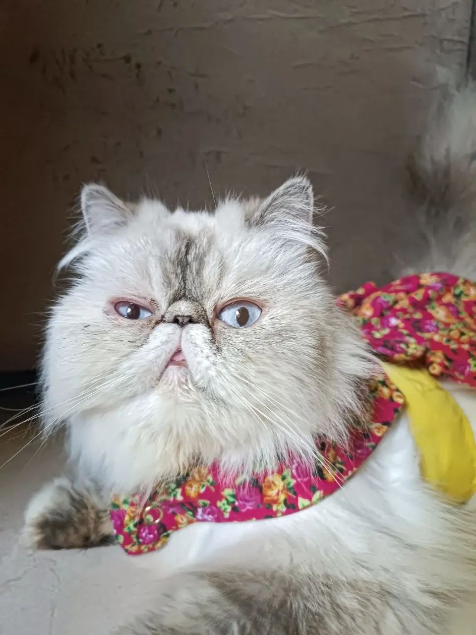 Gato persa - Foto 5