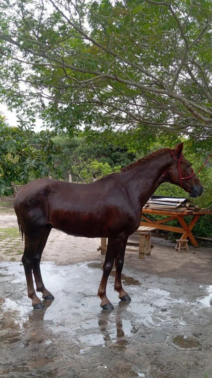 Cavalo