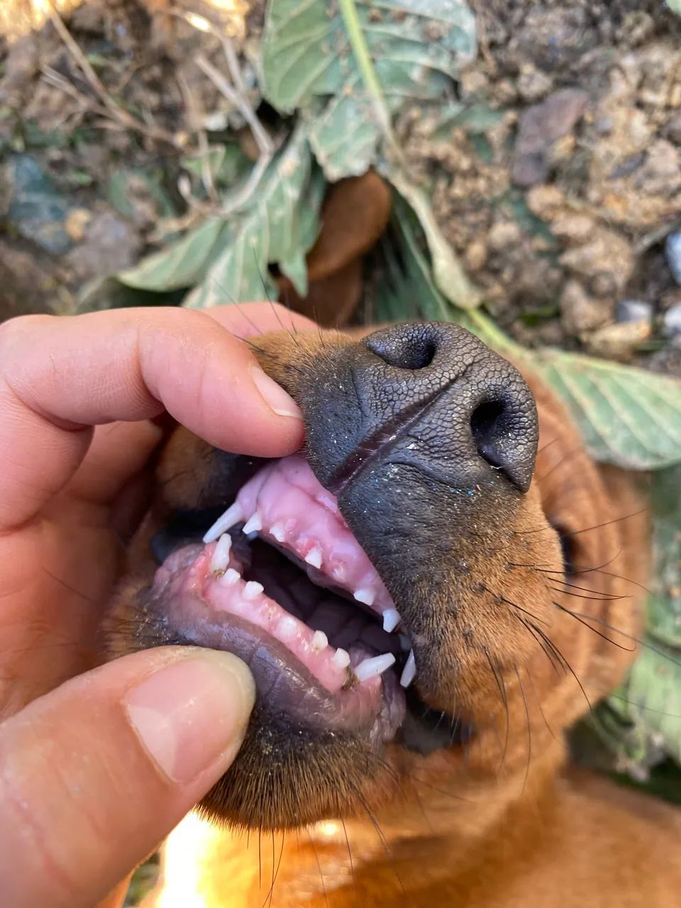Doação cachorra porte grande - Foto 4