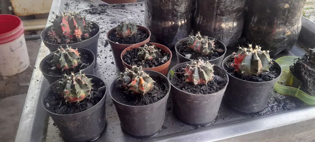 Cactos e suculentas  - Foto 4