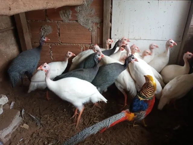 Angolas adultas