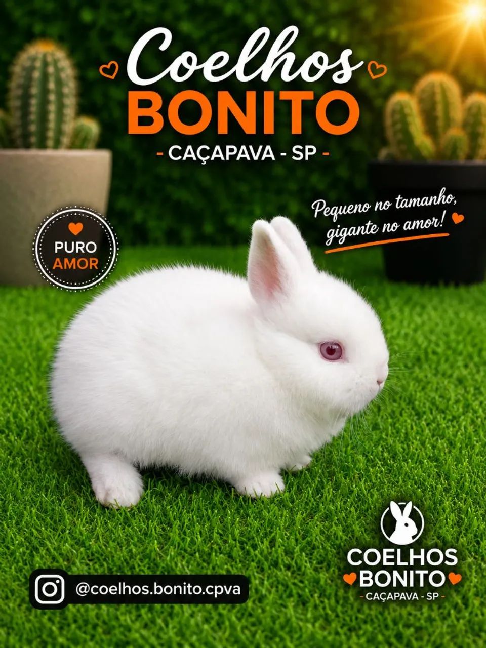  netherland dwarf  coelho anão  - Foto 6