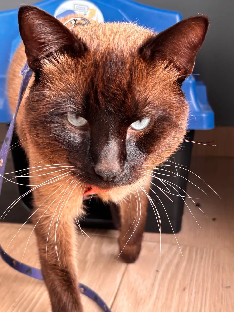 Doação de gato  - Foto 2