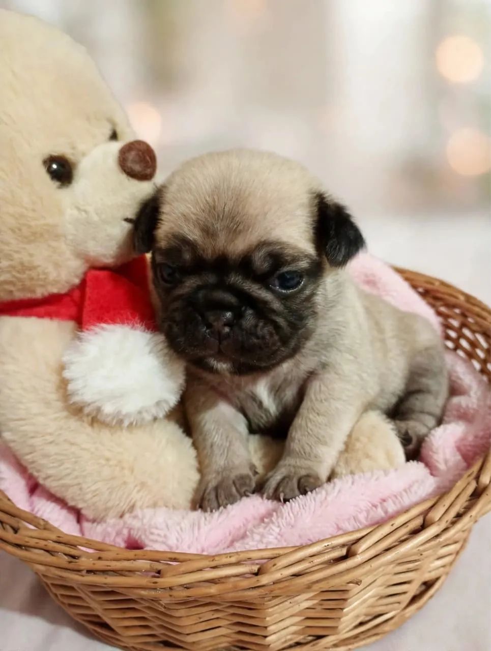 Filhote de Pug! - Foto 3
