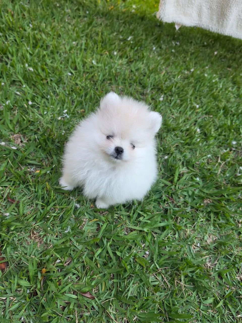Spitz alemão 