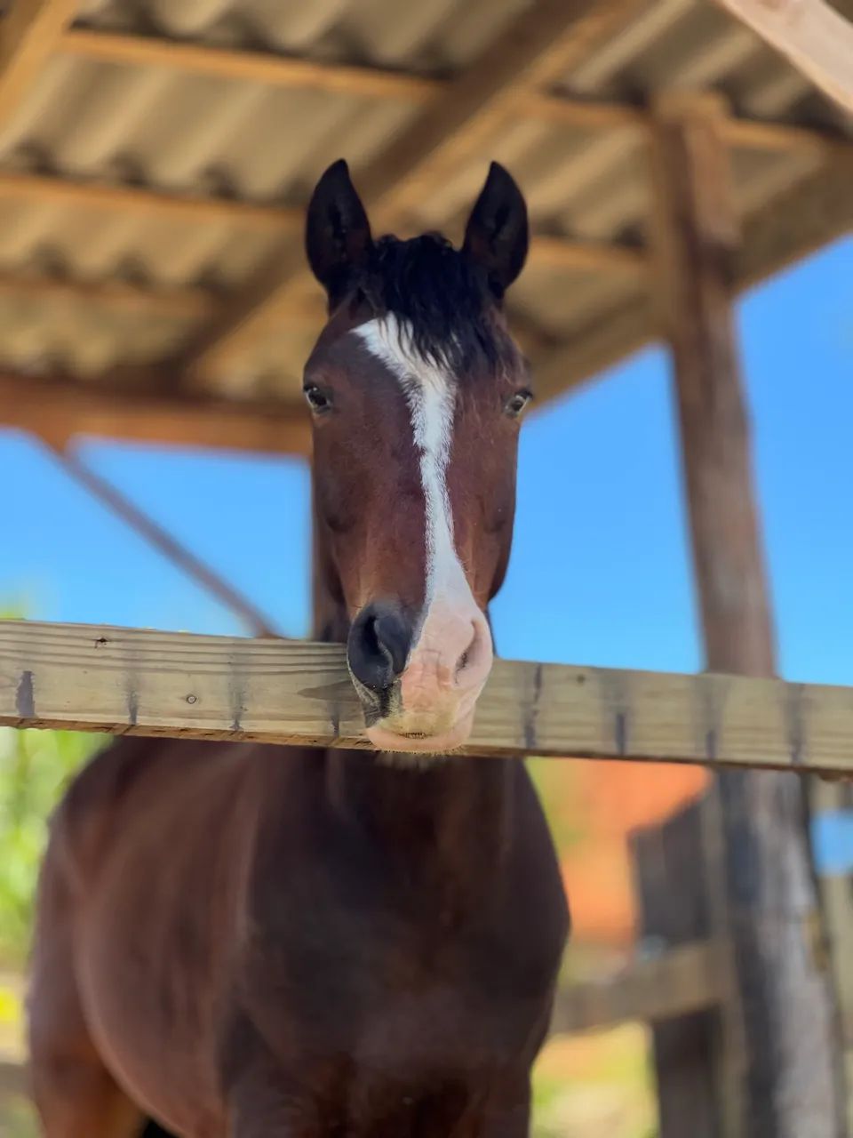 Cavalo Crioulo a venda! - Foto 2