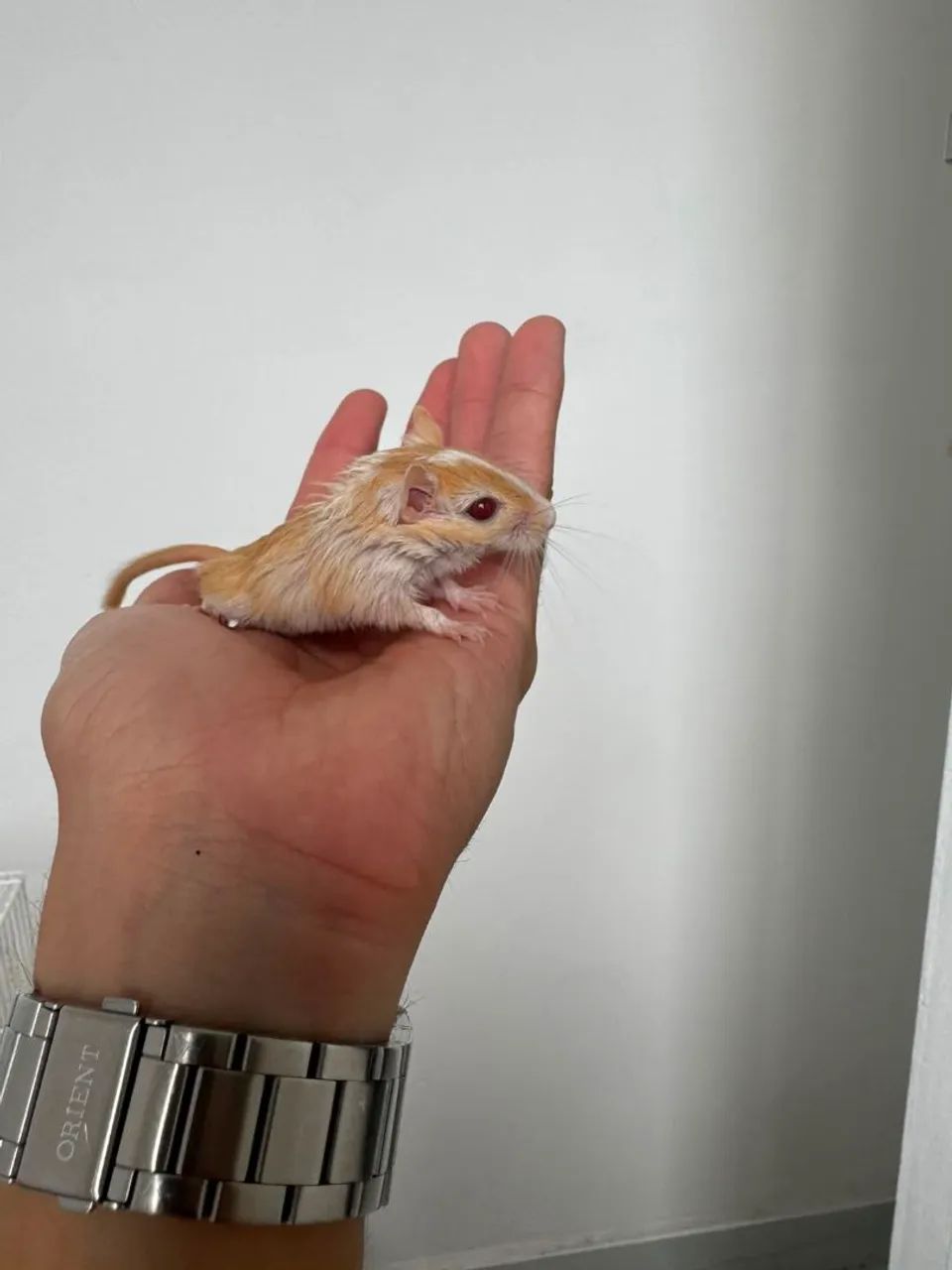Gerbil ou Esquilo da Mongólia  - Foto 3