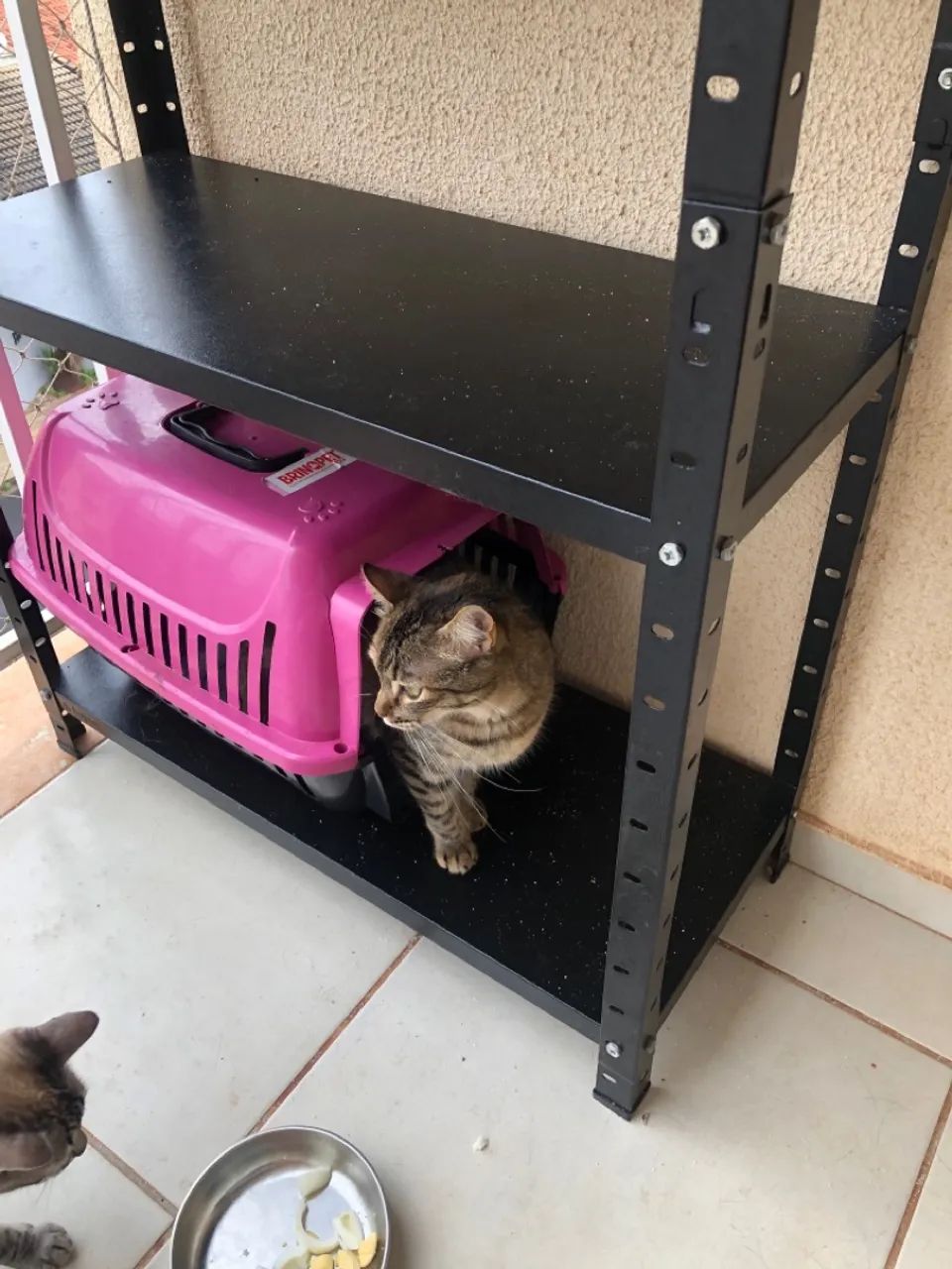 Doa se gatinhos castrado 3 fêmeas 1 macho - Foto 4