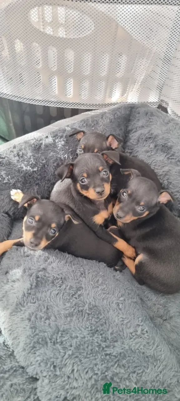 Filhotes Pinscher/ Pincher com linhagem selecionada e super dócil